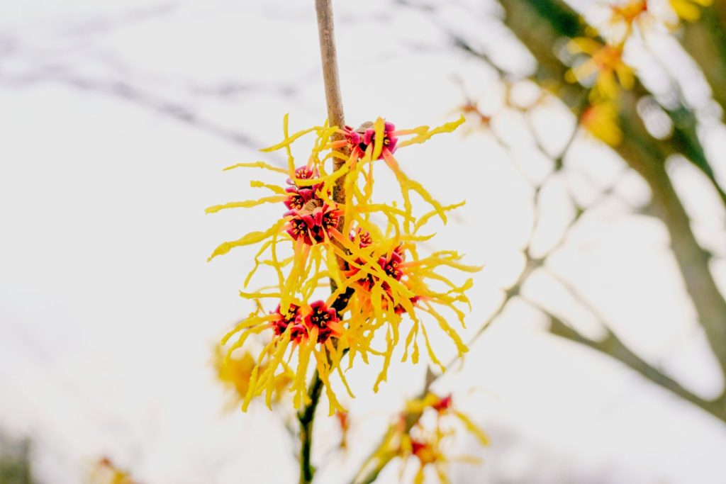 hamamelis-de-virginie-caracteristiques