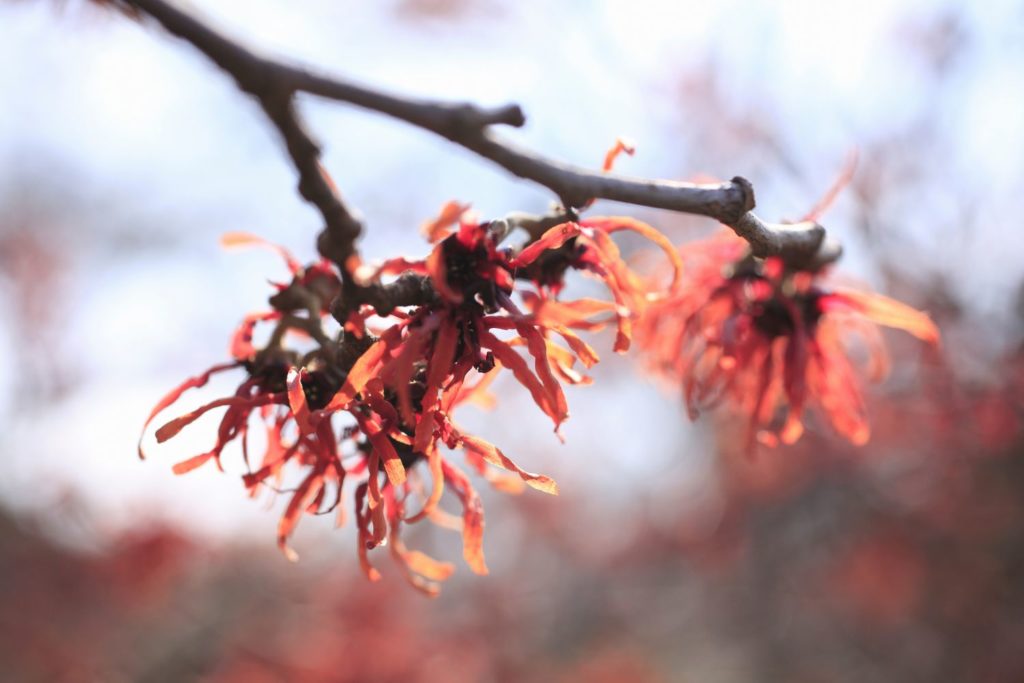 hamamelis-de-virginie-phytotherapie