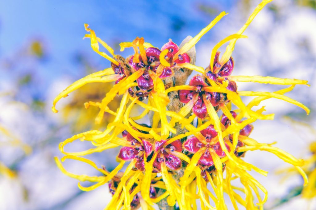 hamamelis-de-virginie-utilisations