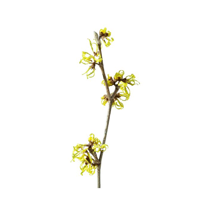 hamamelis-de-virginie