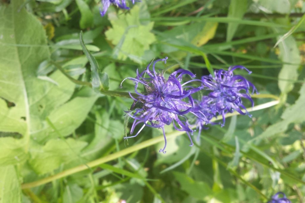 harpagophyton-proprietes1