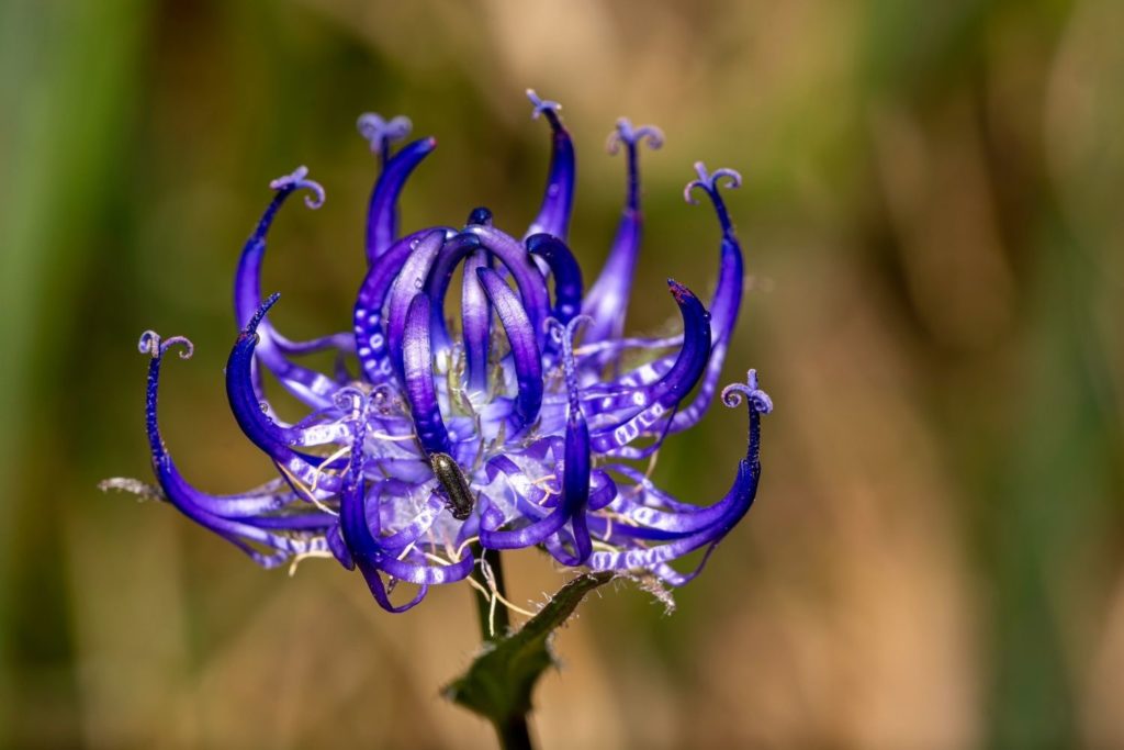 harpagophyton-proprietes2