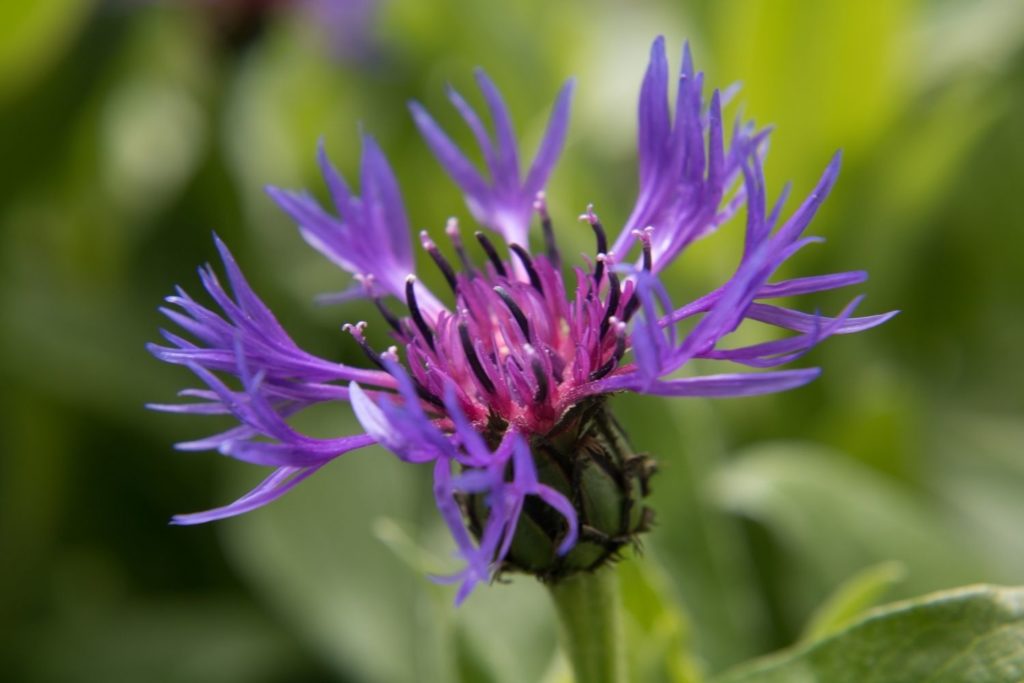 harpagophyton-proprietes3