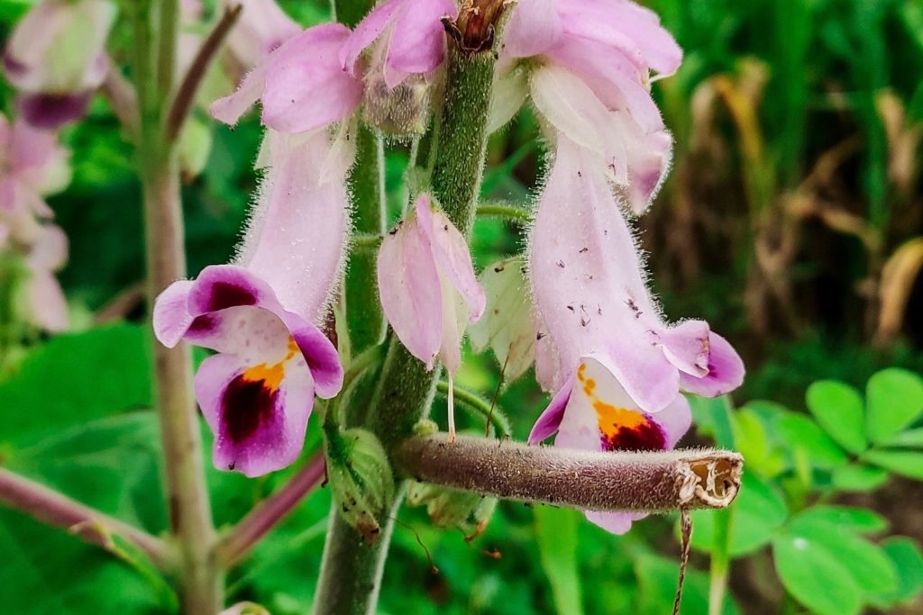 harpagophyton-utilisations