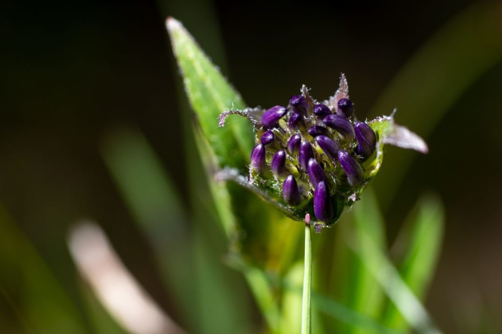 harpagophytum-caracteristiques
