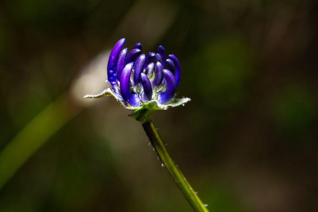 harpagophytum-phytotherapie