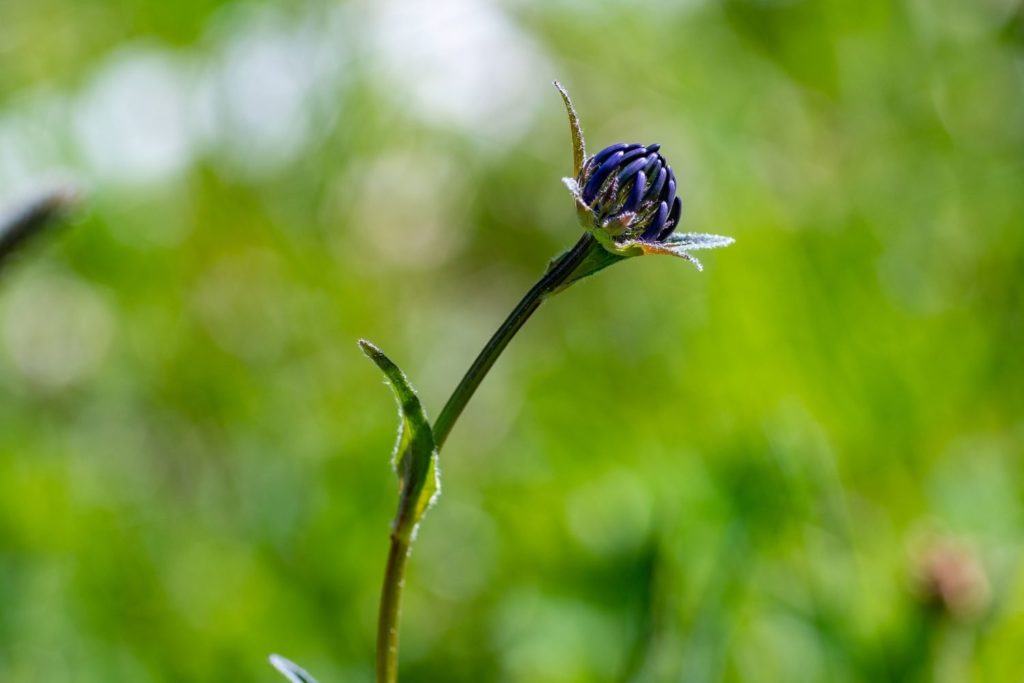 harpagophytum-utilisations