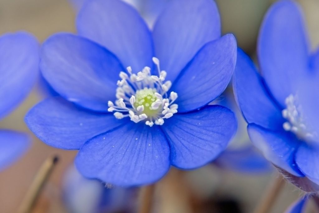 hepatique-trilobee-caracteristiques