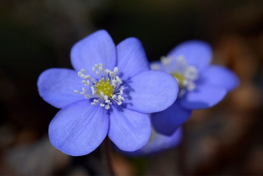 hepatique-trilobee-phytotherapie