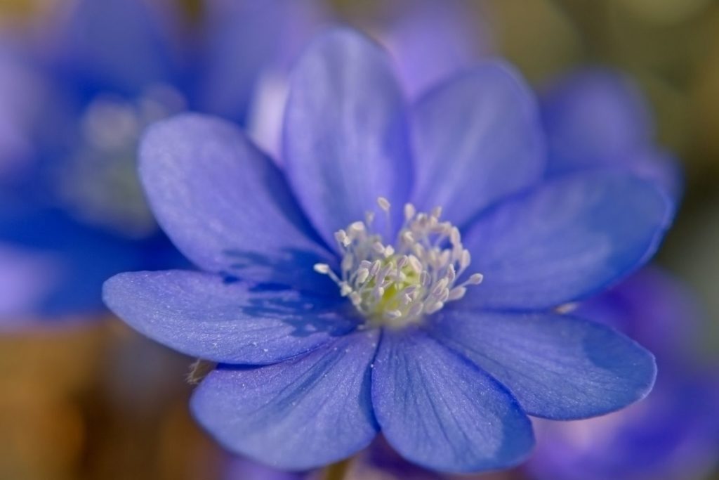 hepatique-trilobee-utilisations