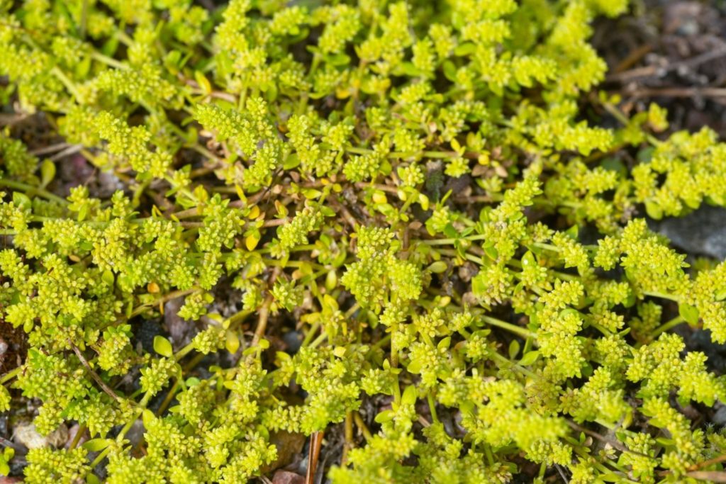 herniaire-glabre-caracteristiques