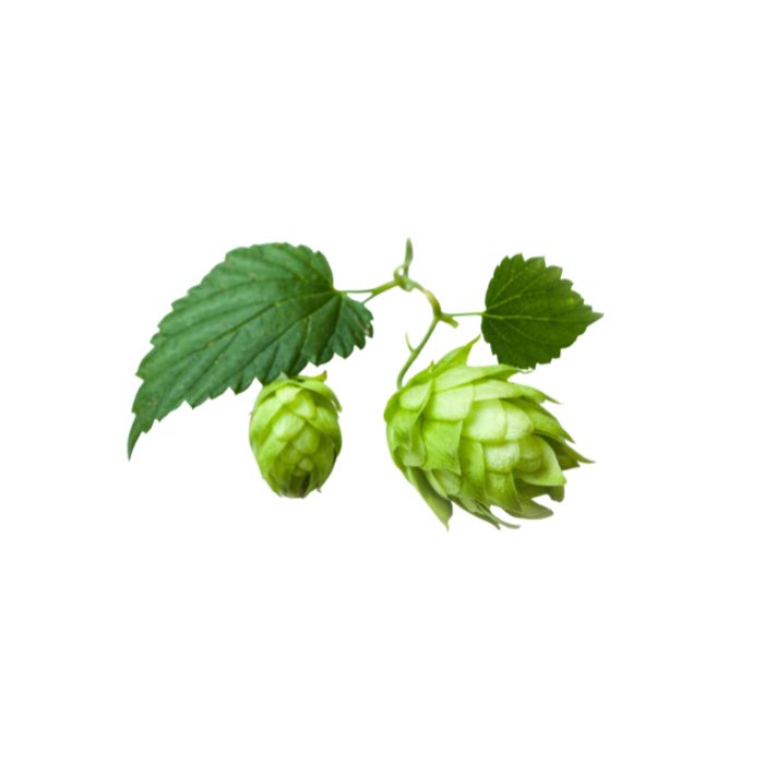 Le houblon ne sert pas que pour la bière! On peut aussi l'utiliser