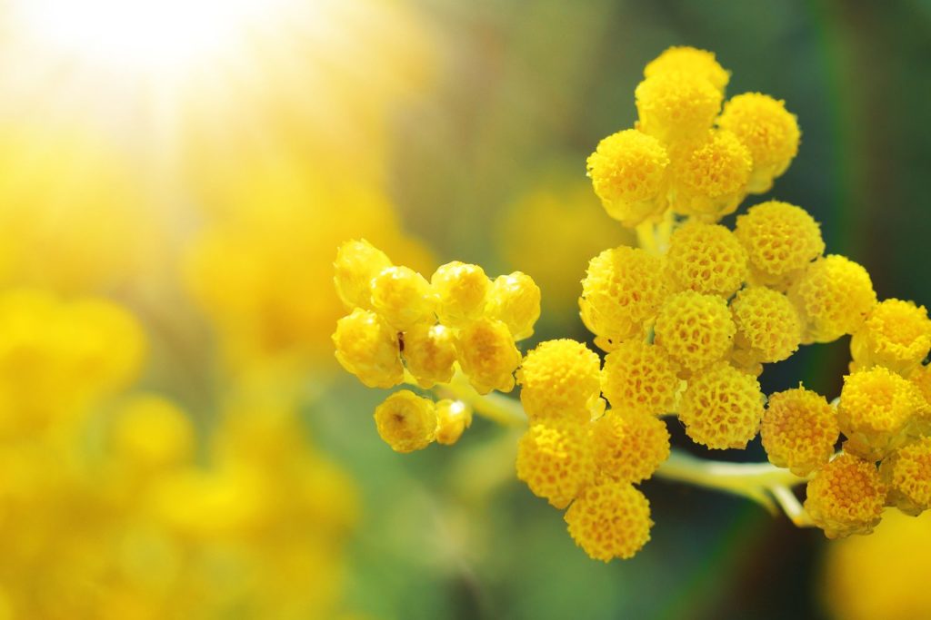 immortelle-des-sables-caracteristiques