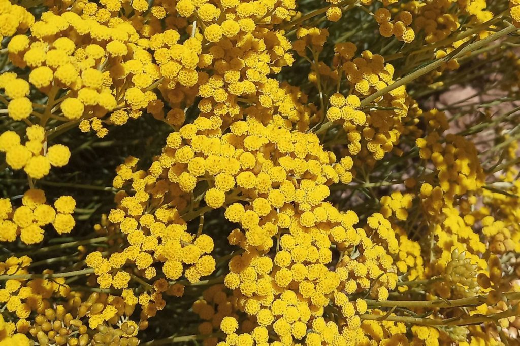 immortelle-des-sables-phytotherapie