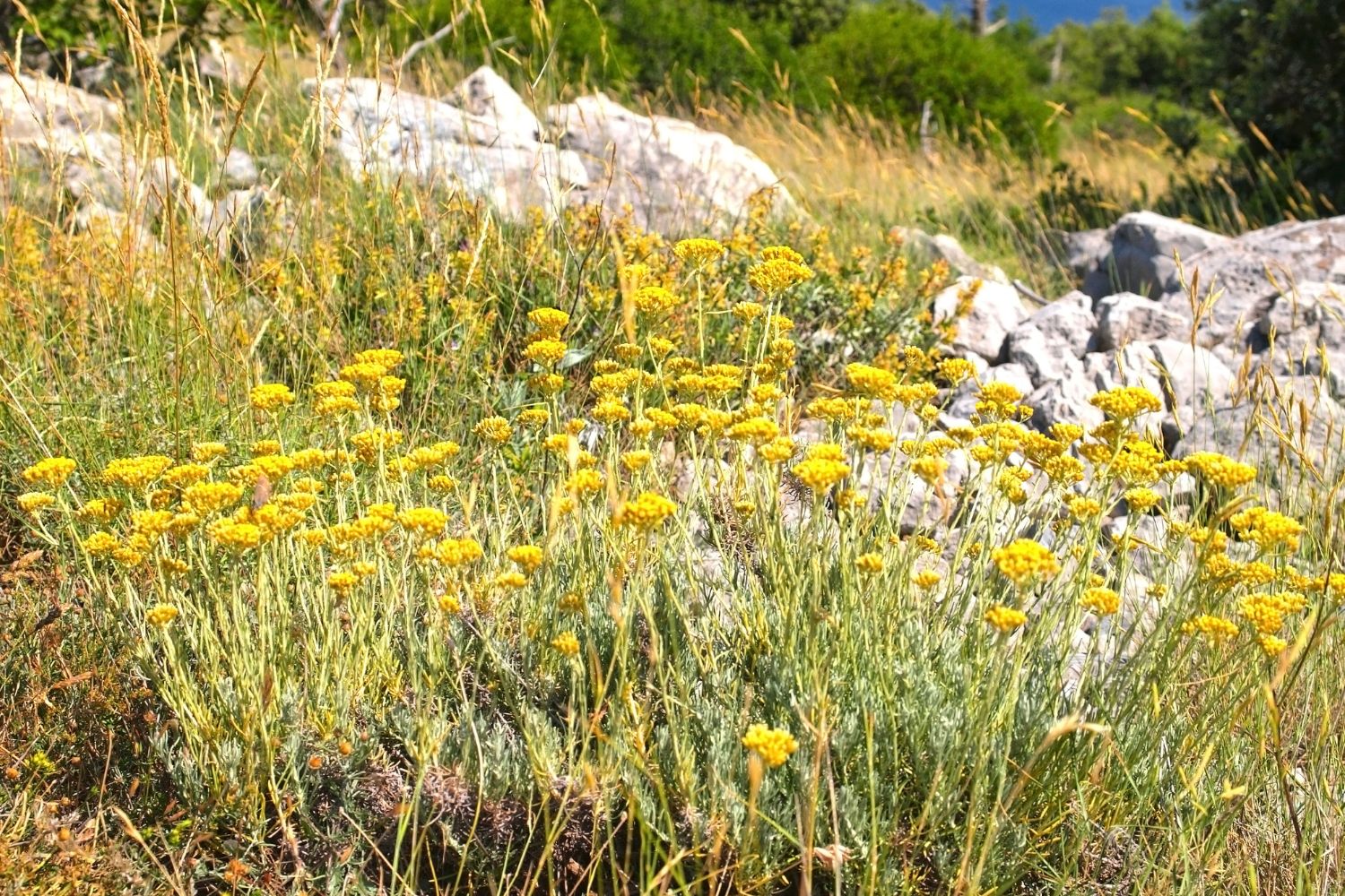 immortelle-des-sables-proprietes