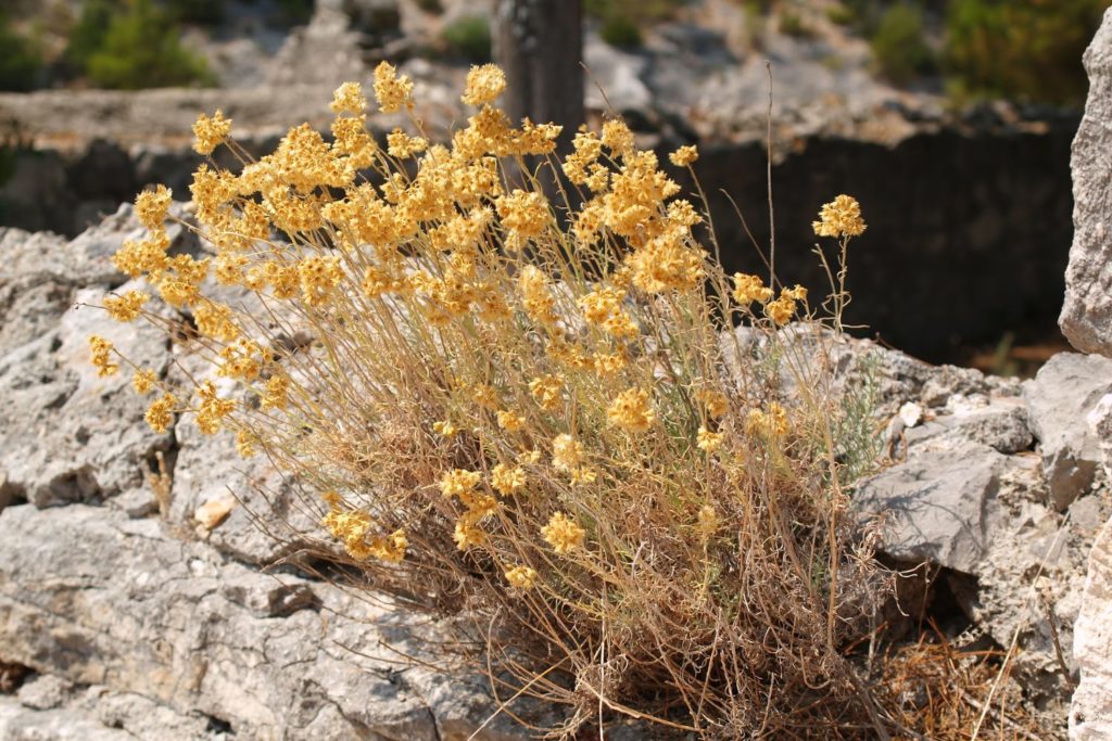 immortelle-des-sables-utilisations