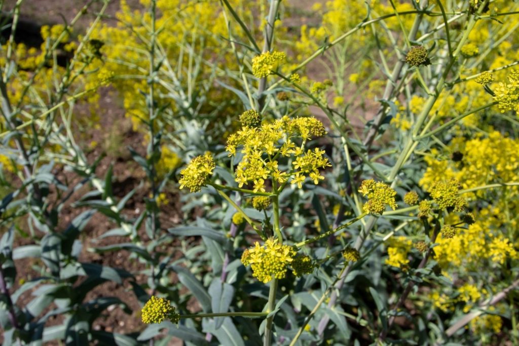 la-guede-phytotherapie