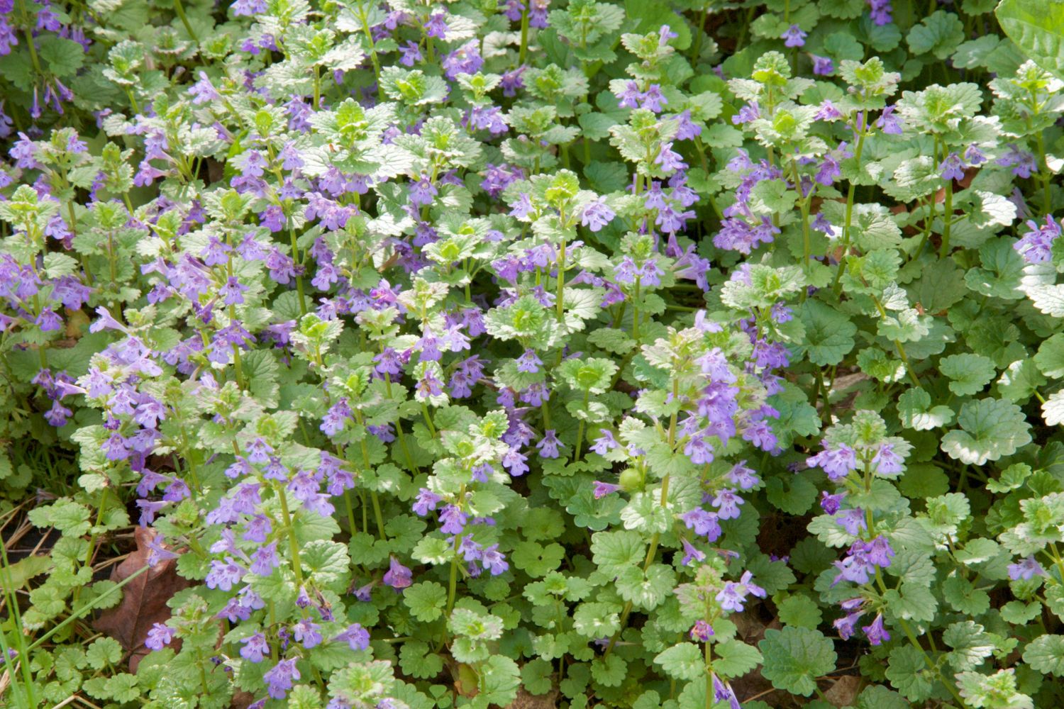 lierre-terrestre-caracteristiques