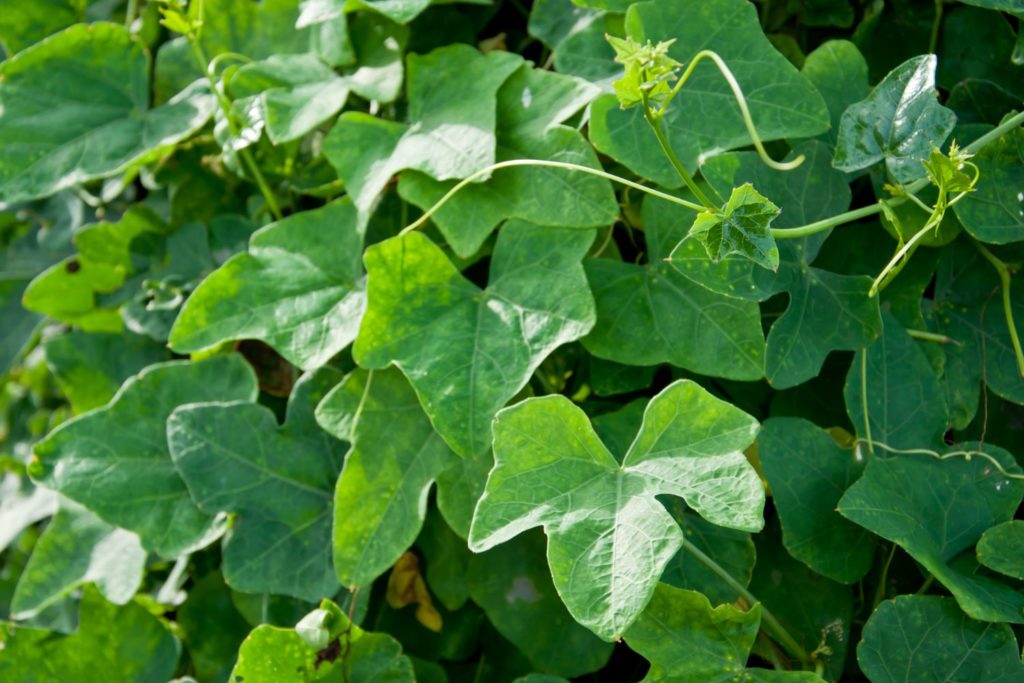 lierre-terrestre-proprietes