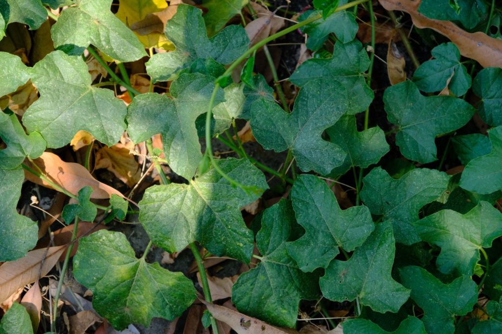 lierre-terrestre-utilisations