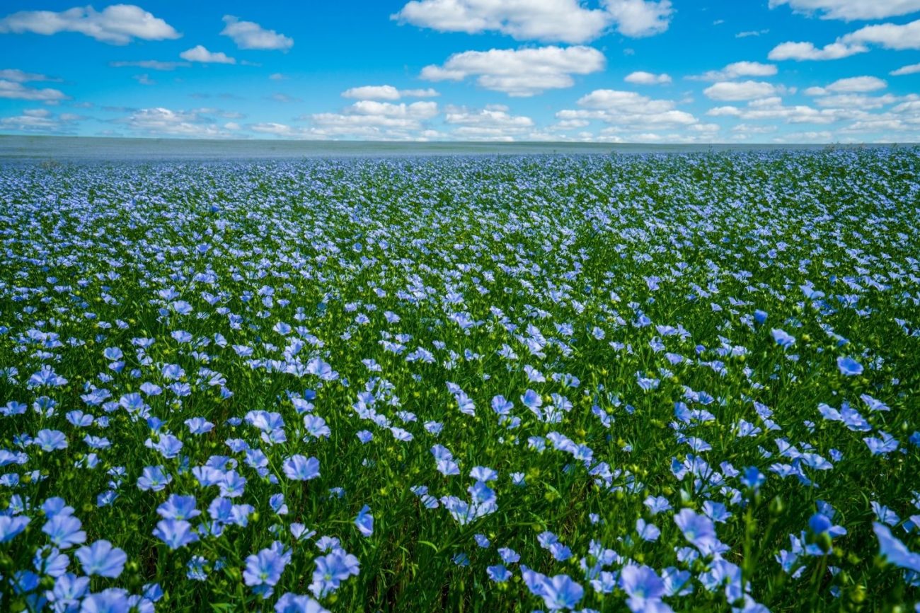 Lin cultivé : Propriétés, Bienfaits et Applications en Phytothérapie ...