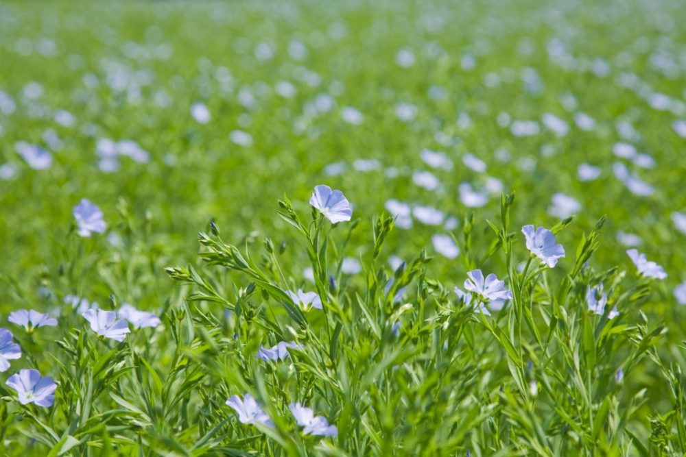 Lin cultivé : Propriétés, Bienfaits et Applications en Phytothérapie ...