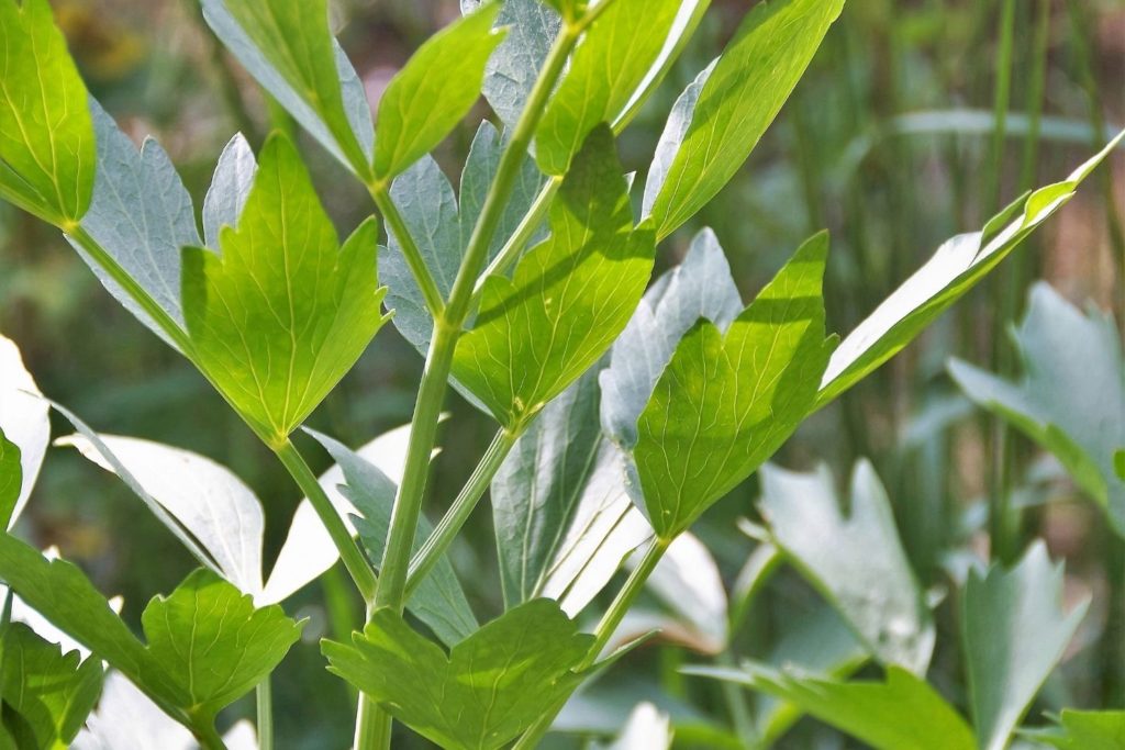 liveche-phytotherapie