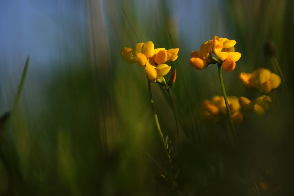 lotier-cornicule-caracteristiques