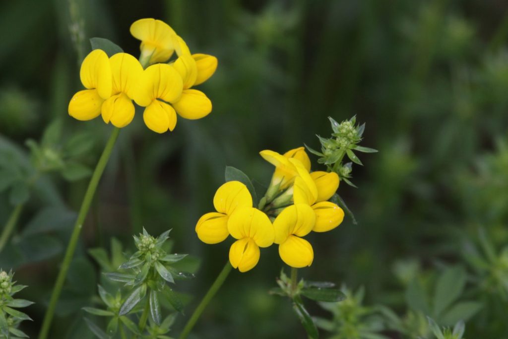 lotier-cornicule-phytotherapie