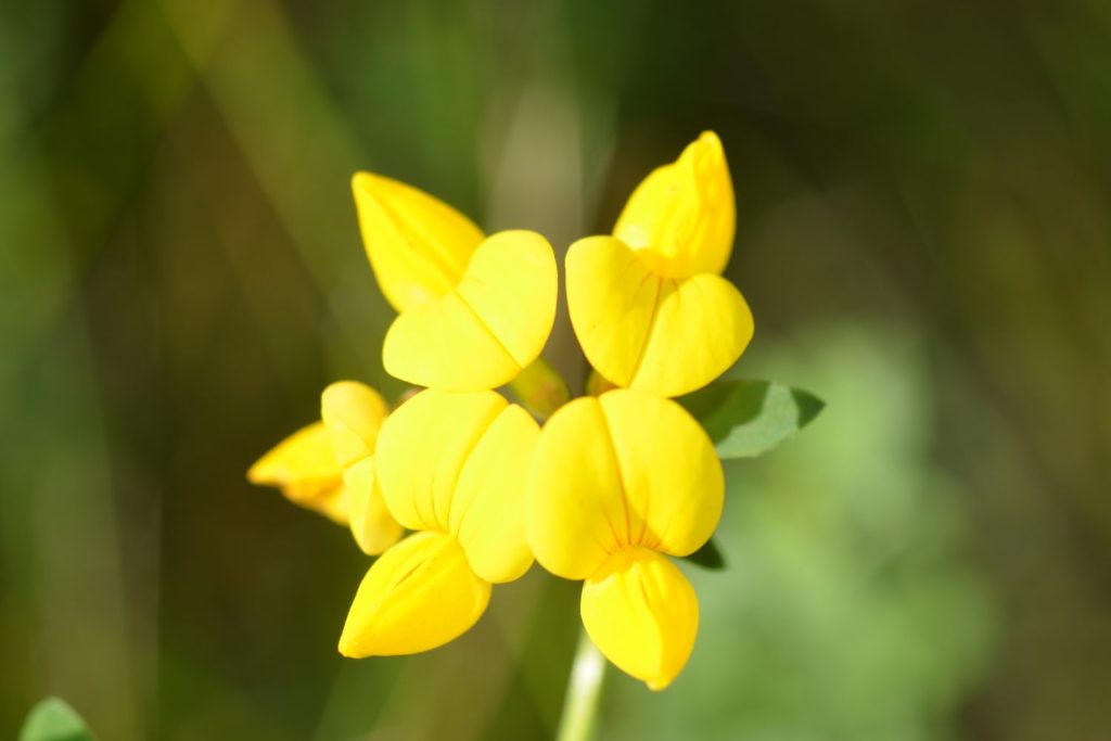 lotier-cornicule-utilisations