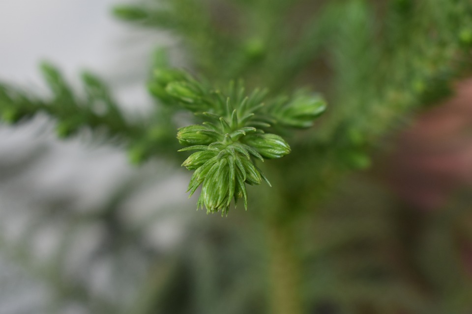 licopodio fitoterapia