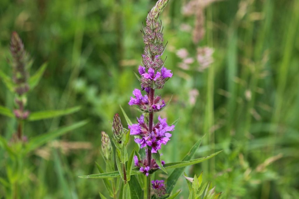 lysimaque-commune-caracteristiques