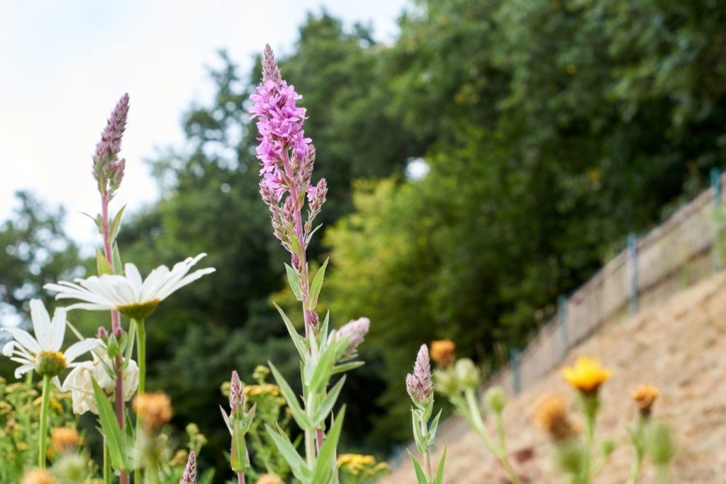 lysimaque-commune-proprietes