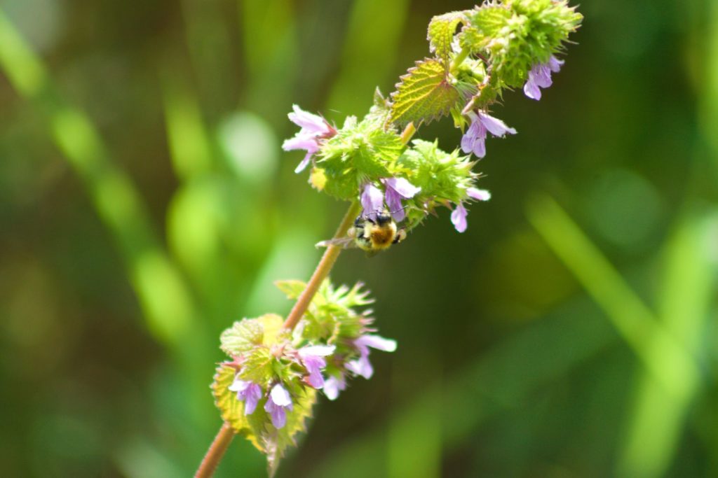 marrube-phytotherapie