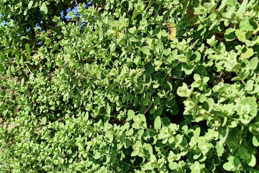 marrube-utilisations