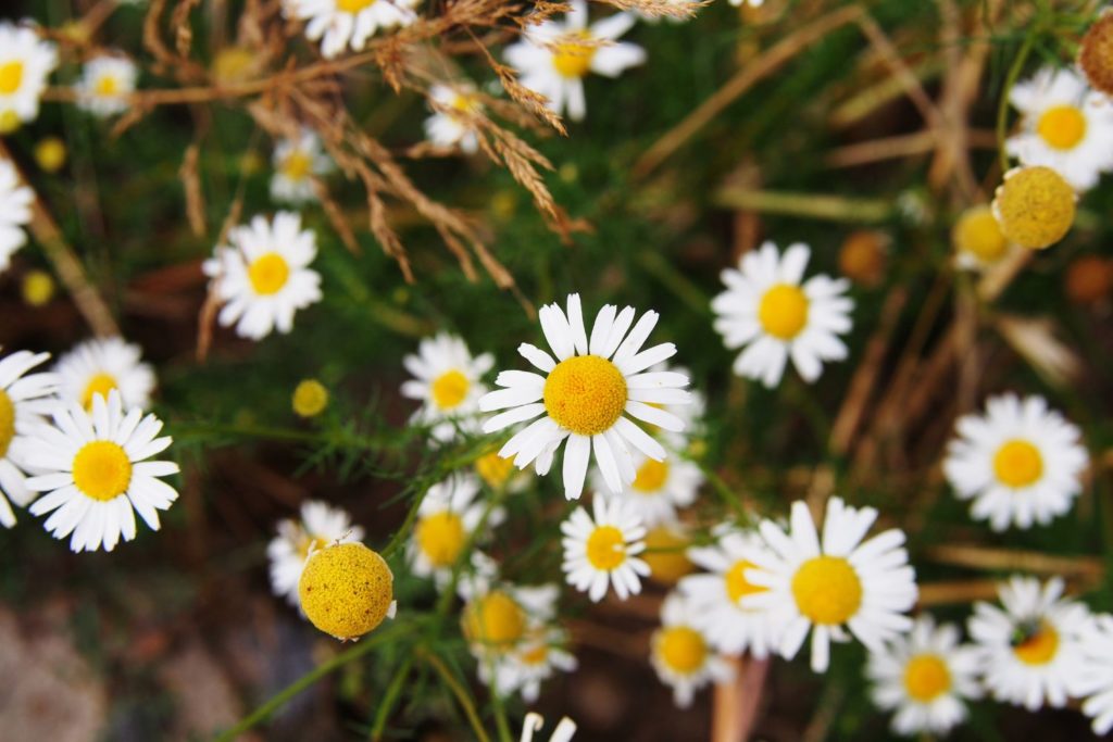 matricaire-phytotherapie