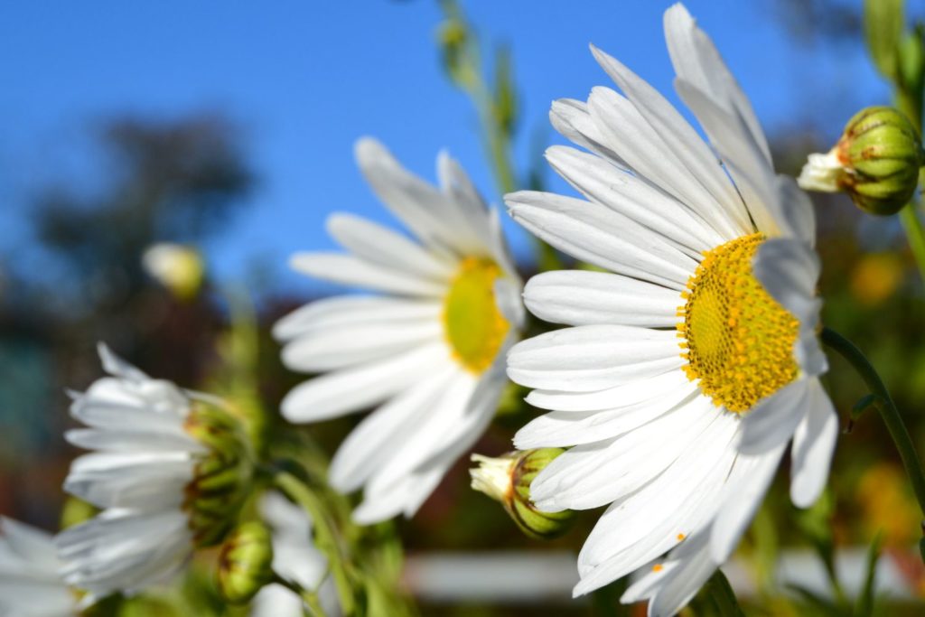 matricaire-proprietes