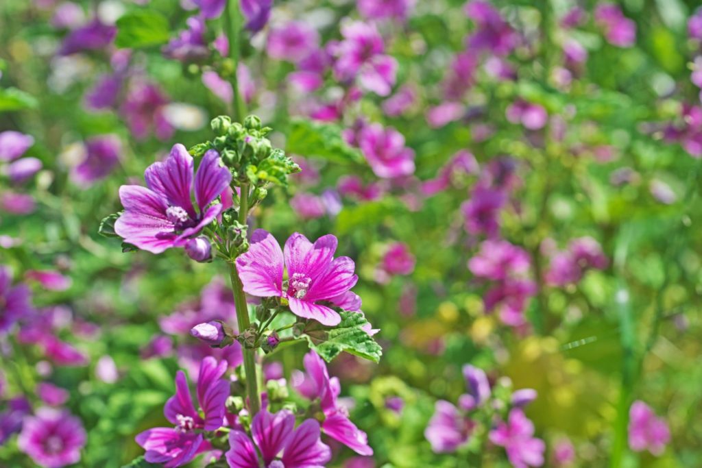 mauve-caracteristiques