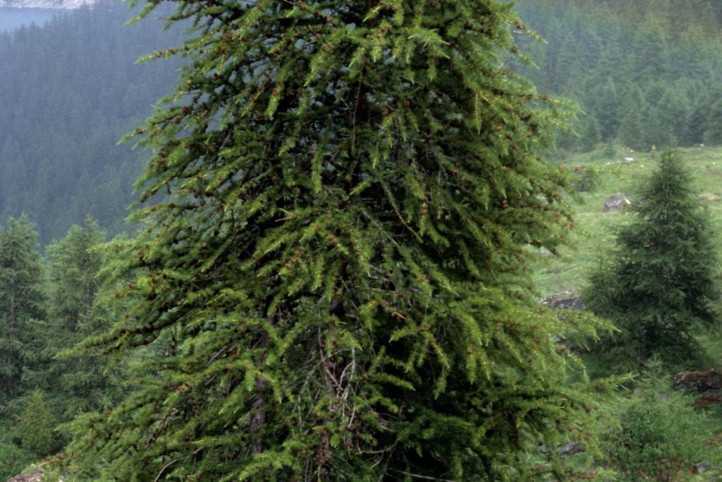 meleze-d-europe-phytotherapie