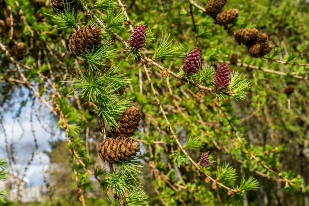 meleze-d-europe-proprietes