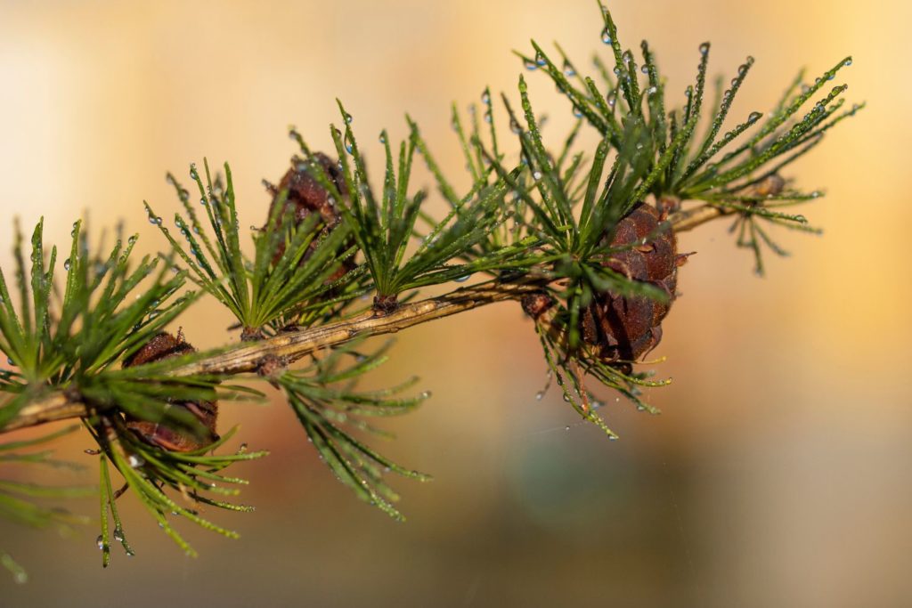 meleze-phytothérapie