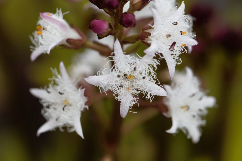 menyanthe-fitoterapia