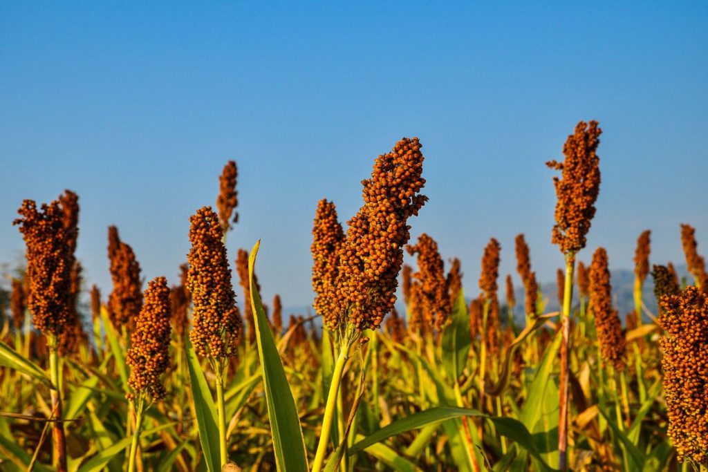 millet-phytotherapie