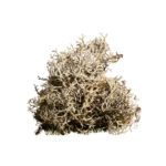 Mousse D'Islande Naturelle Conservée Et Colorée - Vendu Au Poids De 40g à 4kg - Pour Décoration Ou Artisanat