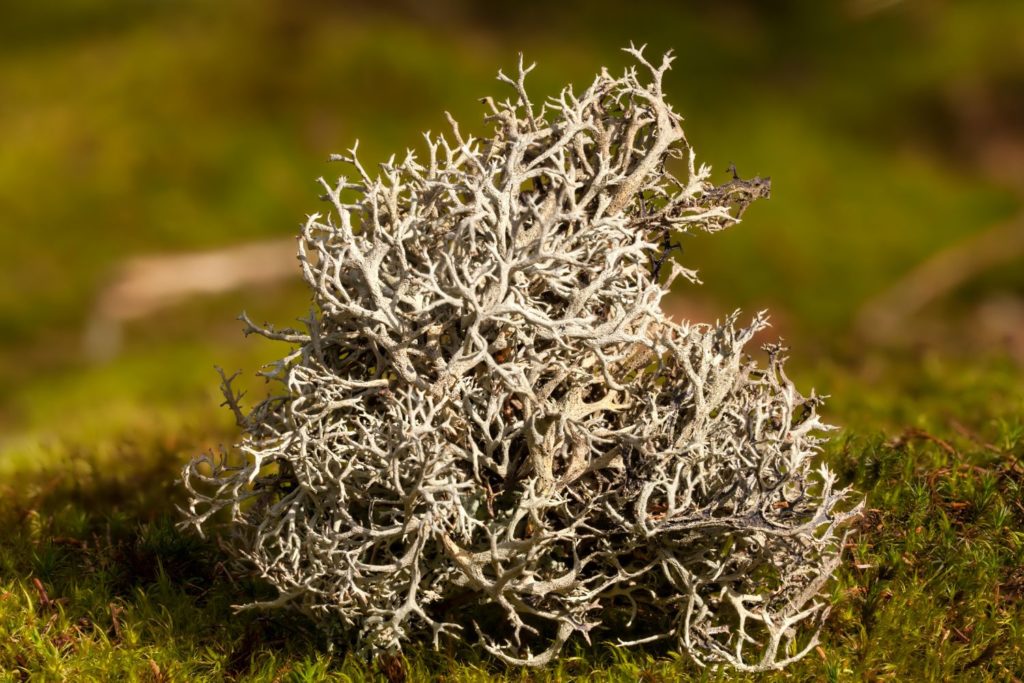 mousse-d-islande-phytotherapie