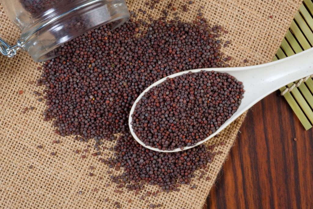 moutarde-noire-caracteristiques