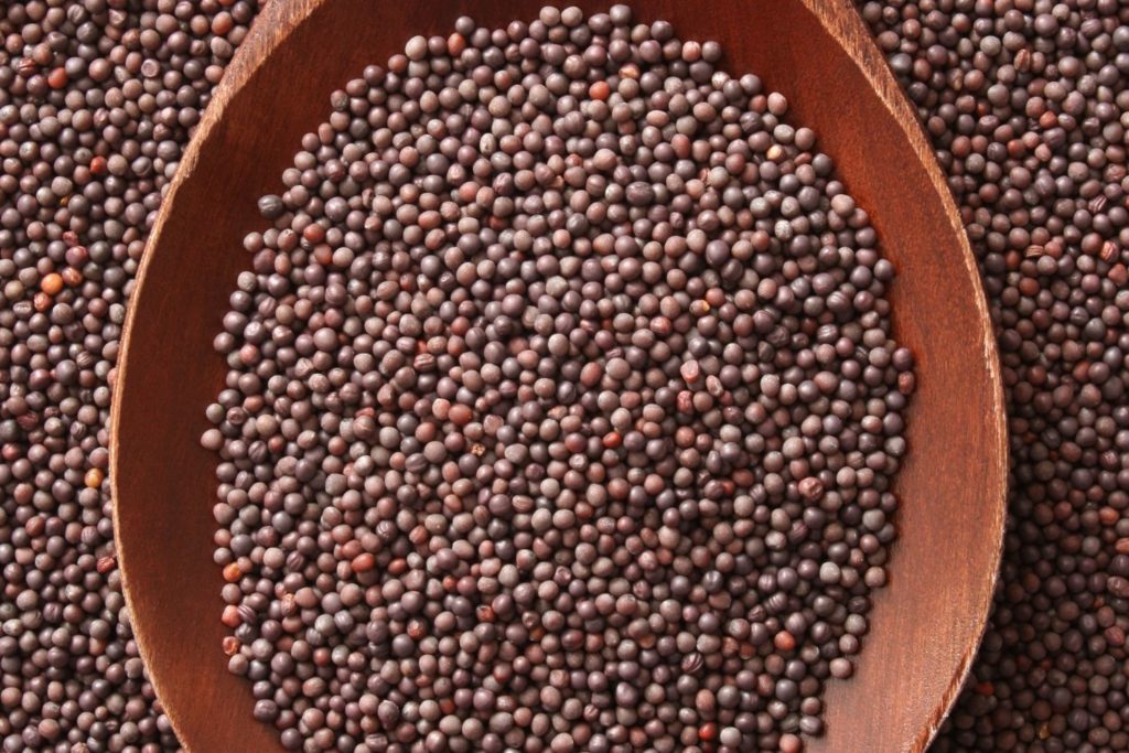 moutarde-noire-utilisations