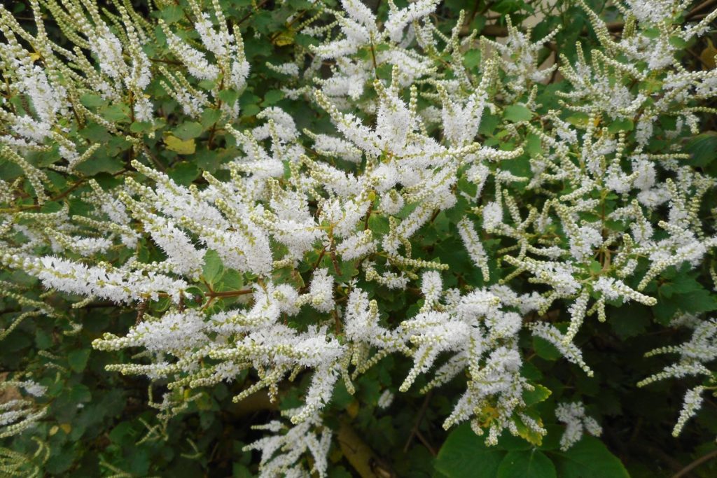 myrrhe-caracteristiques