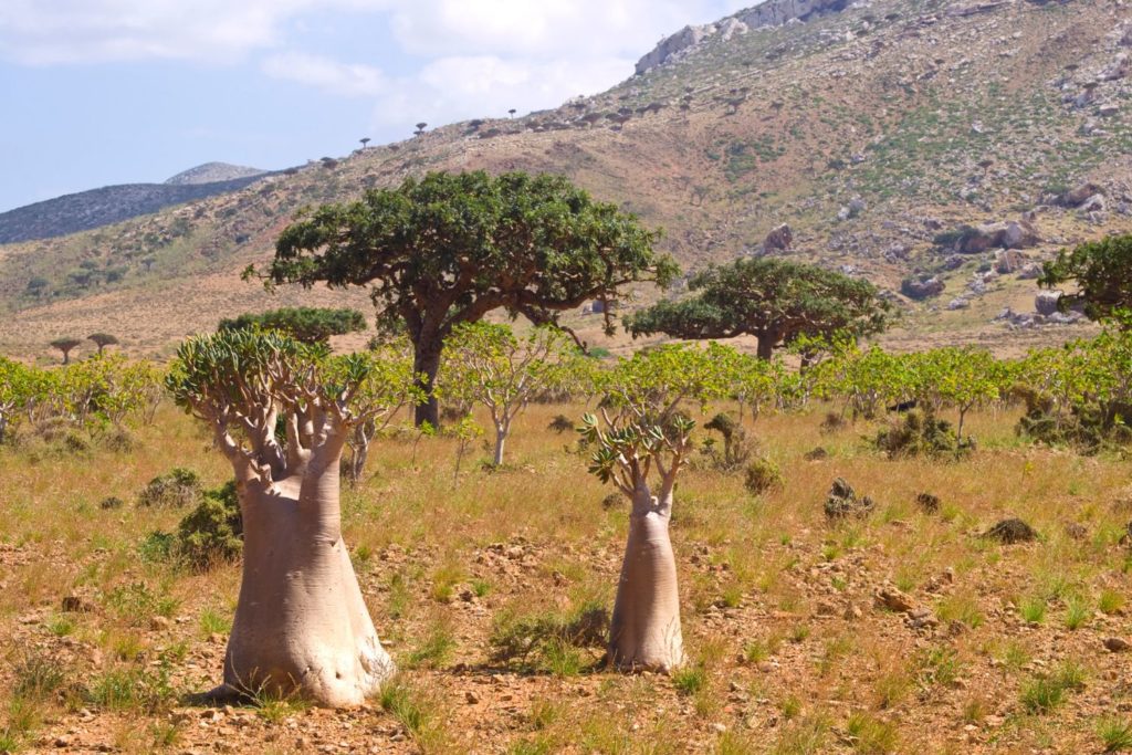 myrrhe-phytothérapie