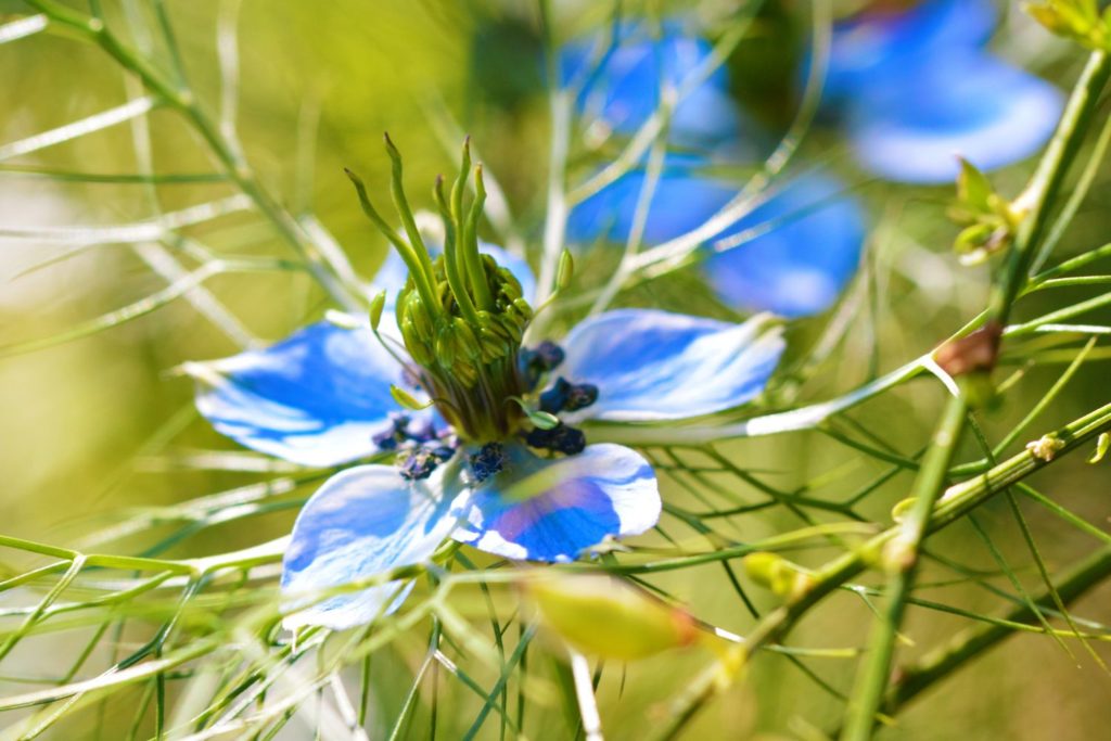 nigelle-phytotherapie